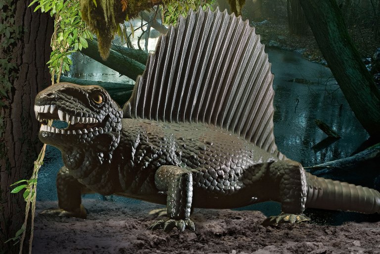 06473 Диметродон Revell